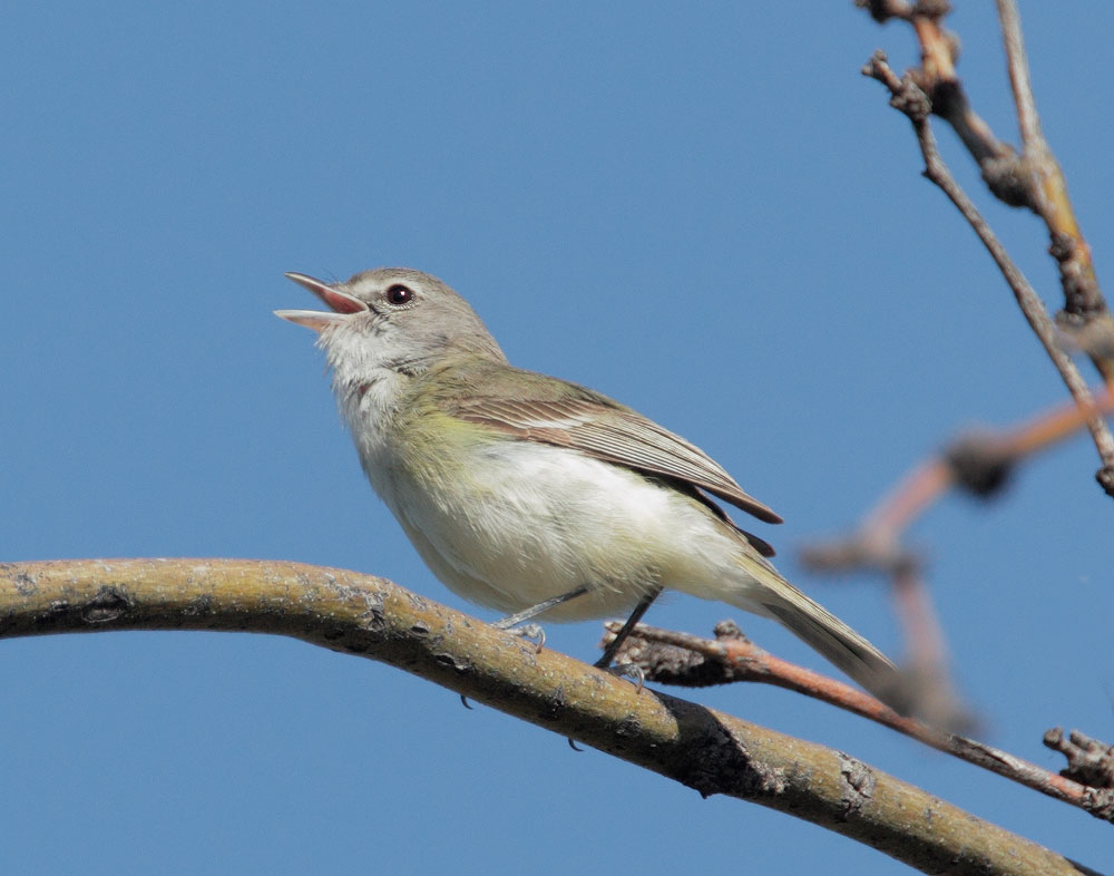 Bell's Vireo