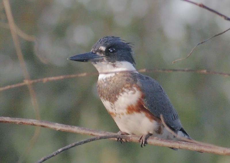 Belted Kingfisher
