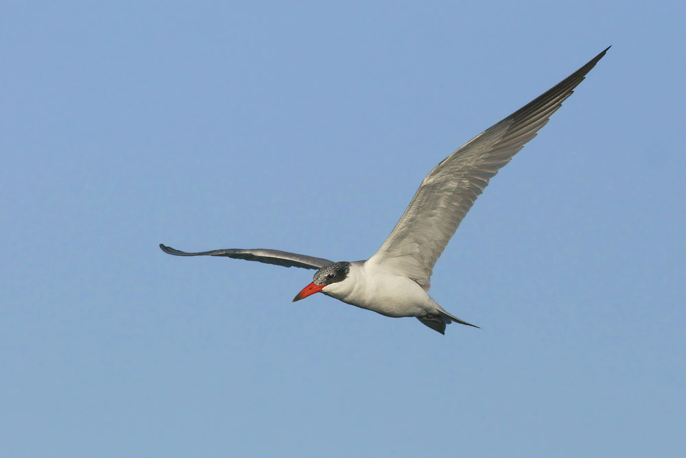 Caspian Tern, winter plumage, 12/23/05, La Paz, BCS, Mexico