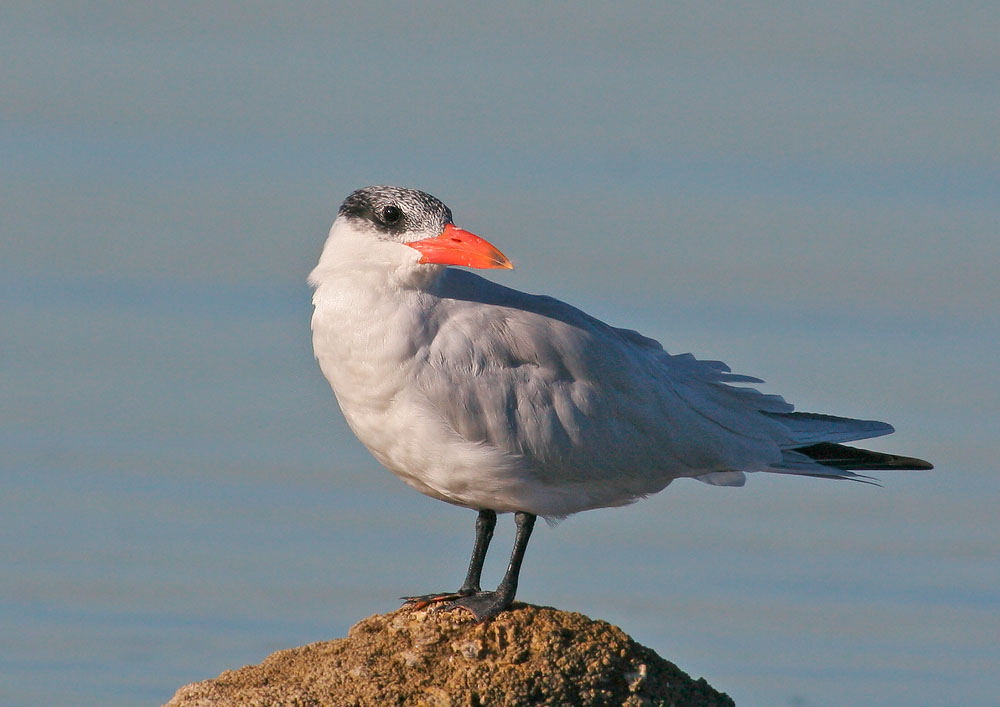 Caspian Tern, winter plumage, 12/23/05, La Paz, BCS, Mexico