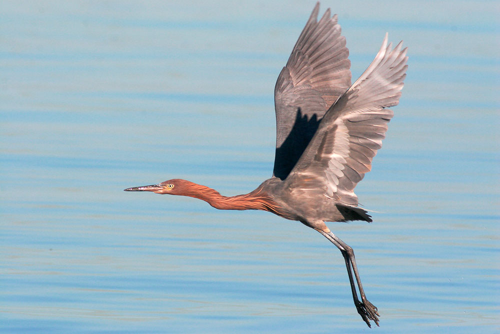 Reddish Egret, winter, 12/23/05, La Paz, BCS, Mexico