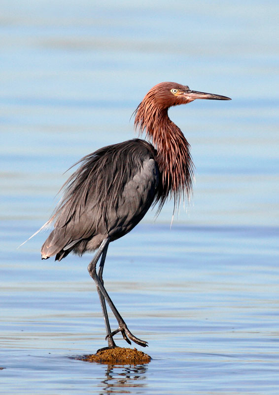 Reddish Egret, winter, 12/22/05, La Paz, BCS, Mexico