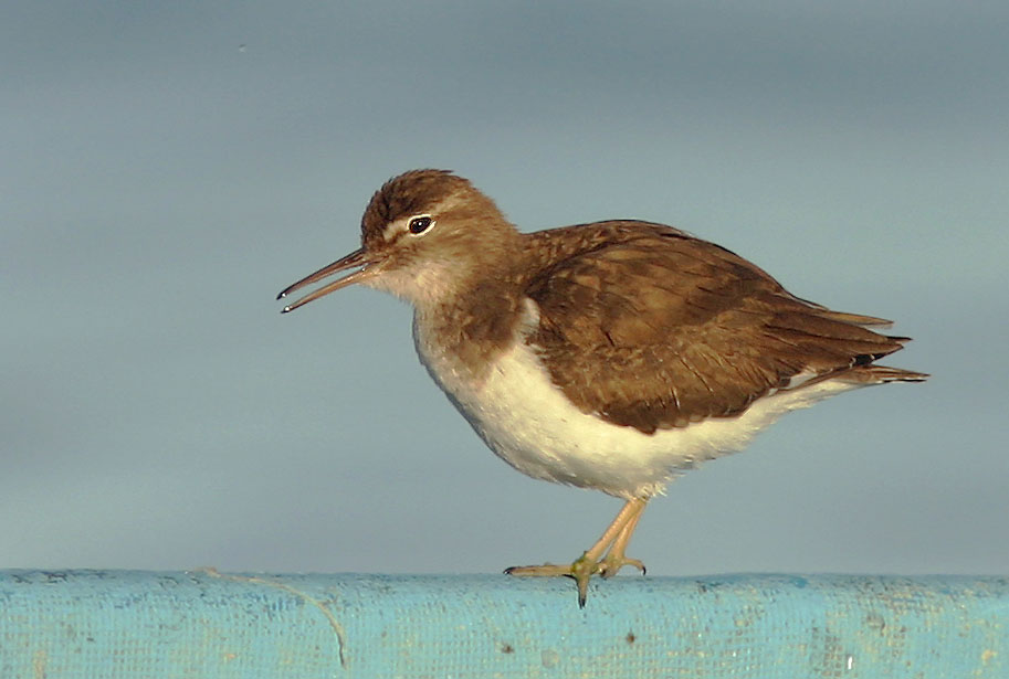 Spotted Sandpiper, nonbreeding plumage, 1/7/05, La Paz, Baja Sur, Mexico