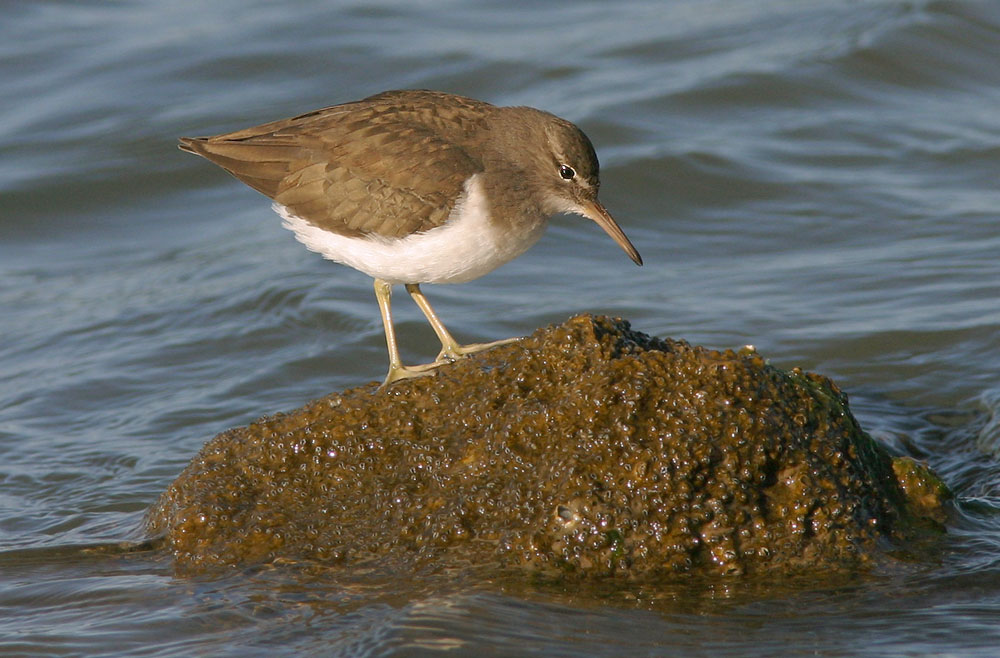 Spotted Sandpiper, 1/7/05, La Paz, Baja Sur, Mexico