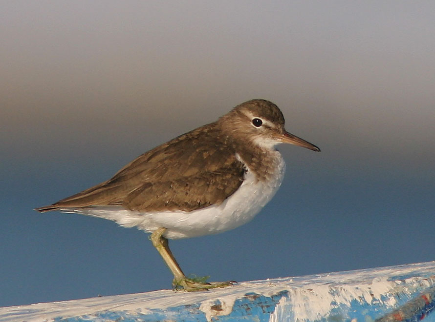 Spotted Sandpiper, nonbreeding plumage, 1/7/05, La Paz, Baja Sur, Mexico