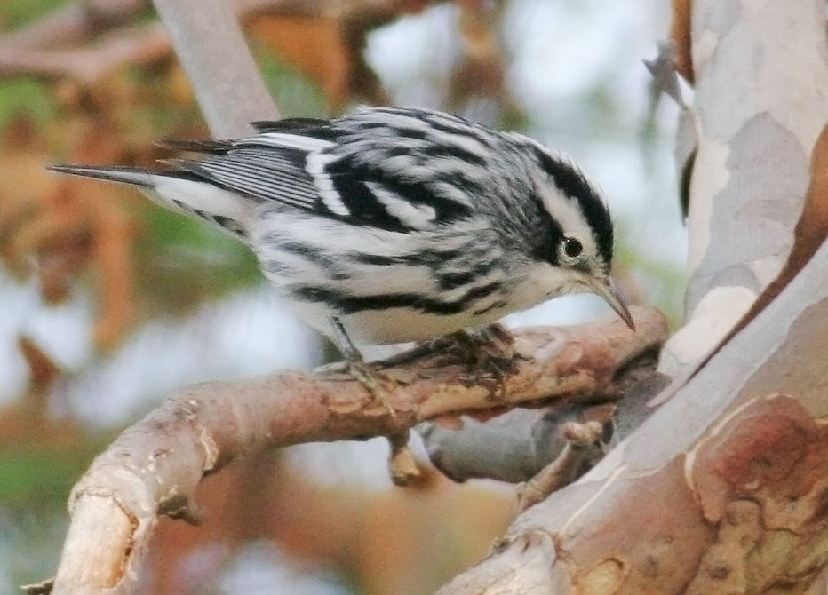 Black-and-White Warbler