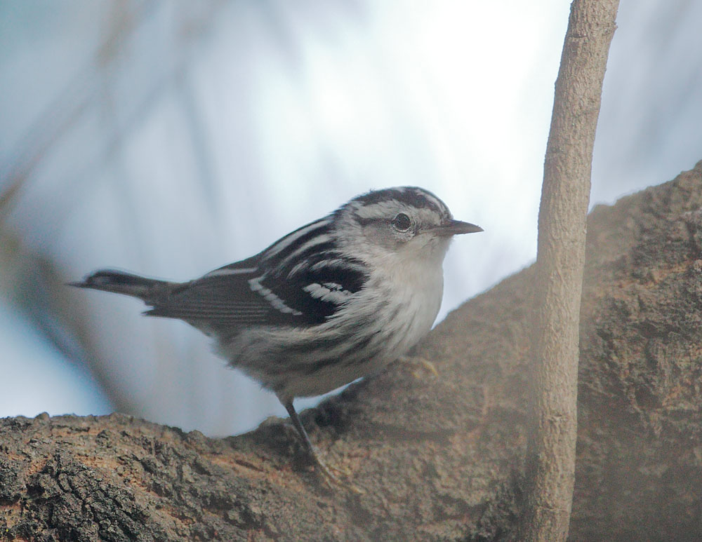 Black-and-White Warbler