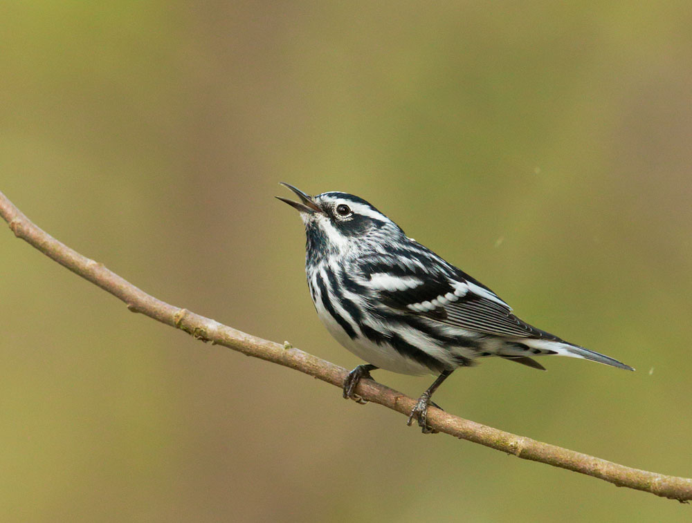 Black-and-white Warbler