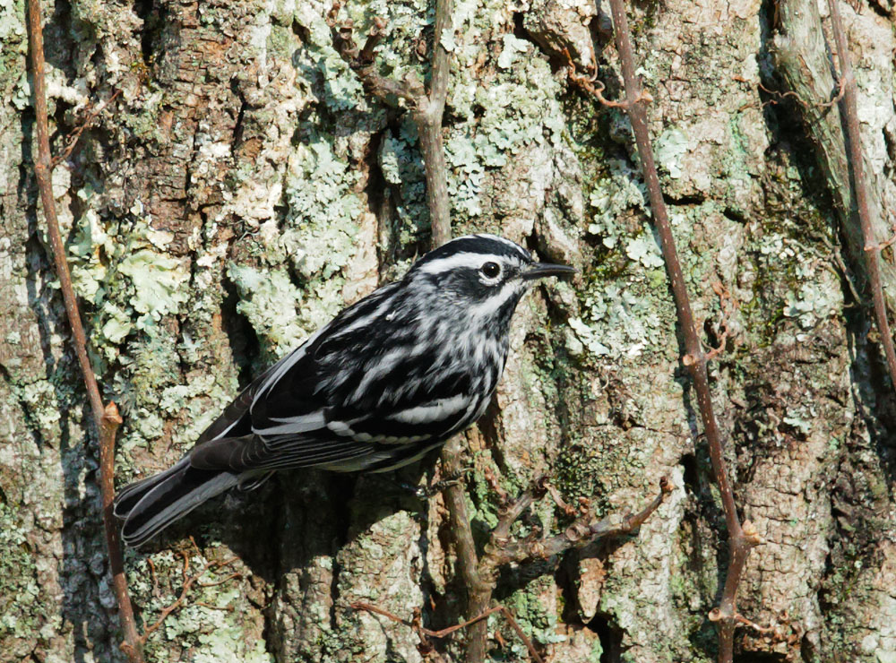 Black-and-white Warbler