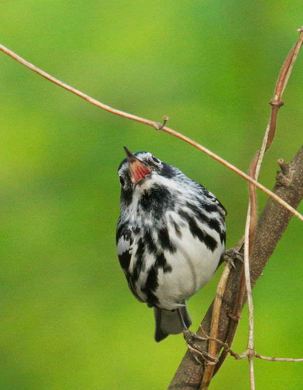 Black-and-white Warbler