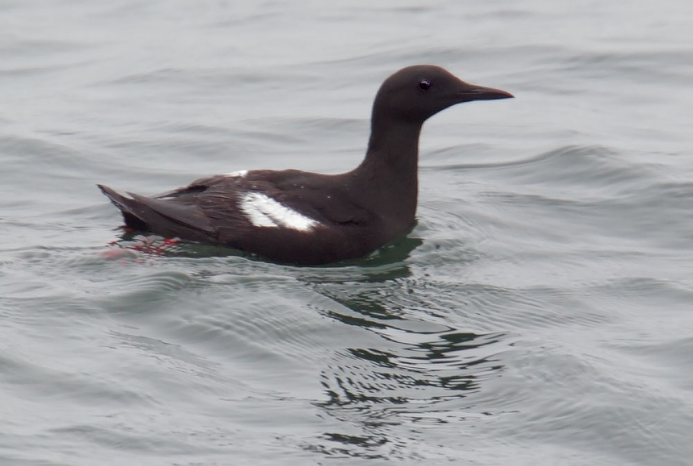 Black Guillemot