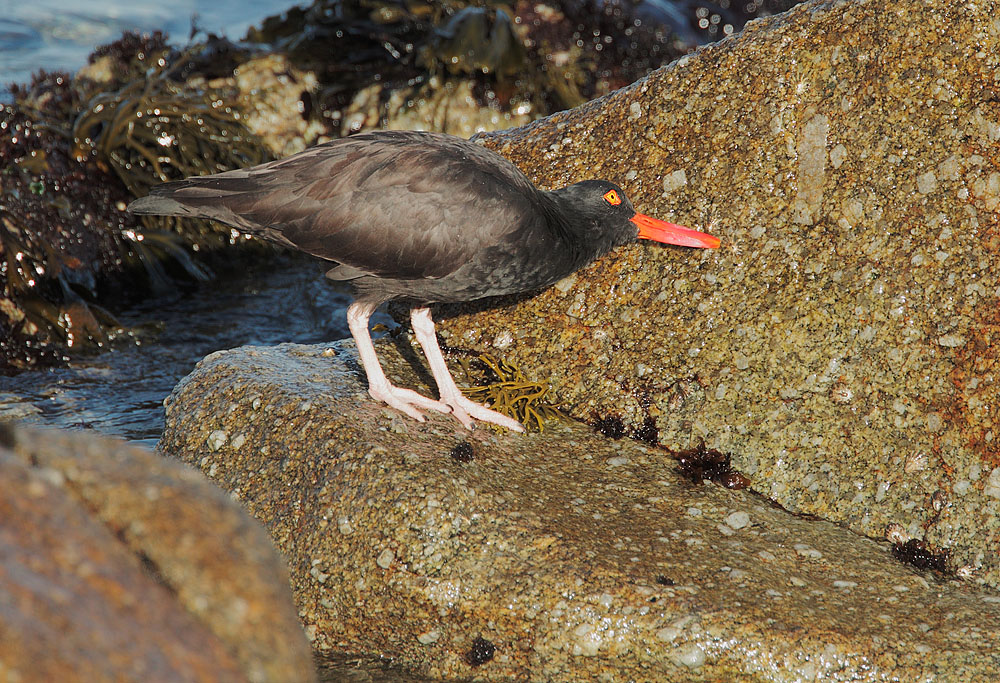 Black Oystercatcher