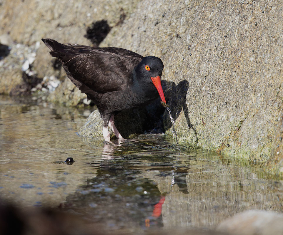 Black Oystercatcher