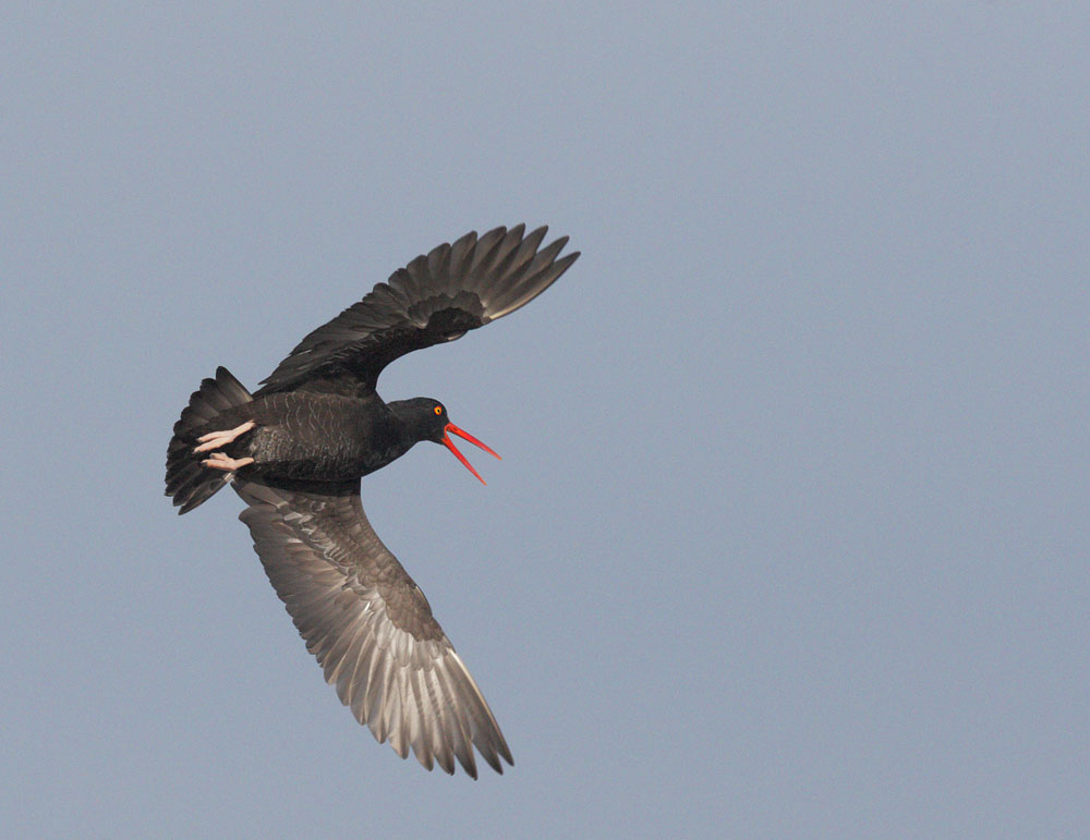 Black Oystercatcher