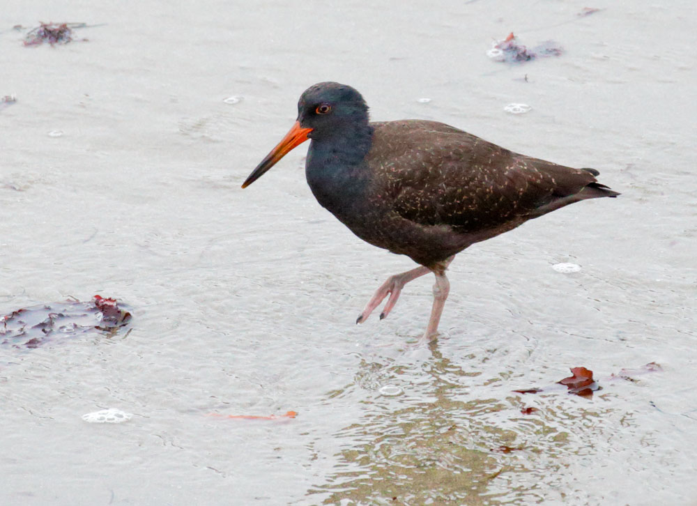 Black Oystercatcher