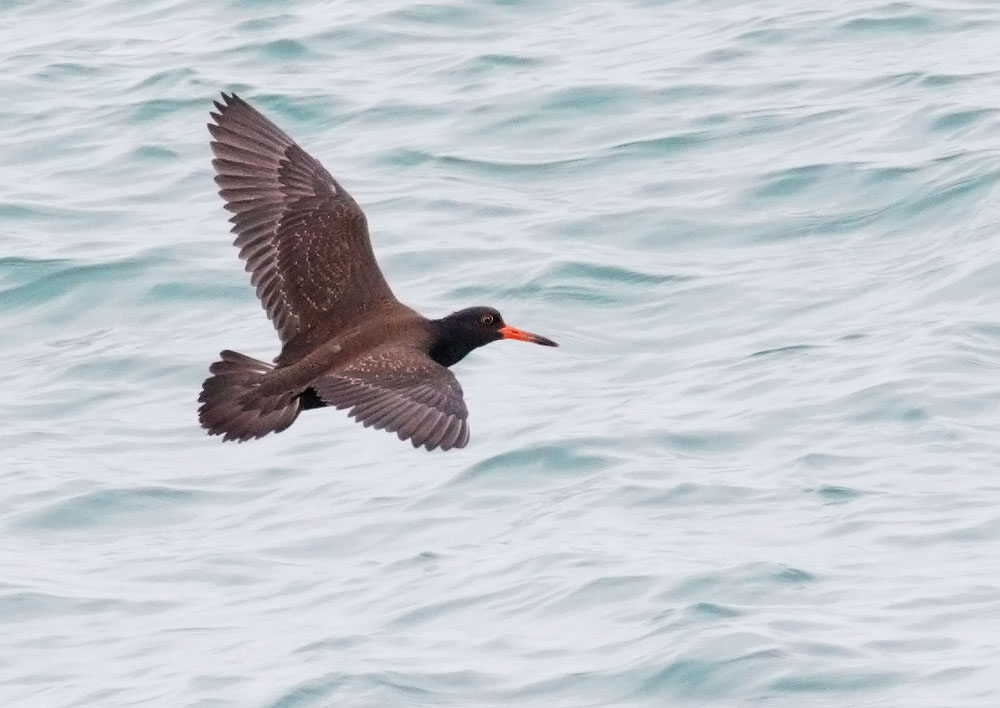 Black Oystercatcher