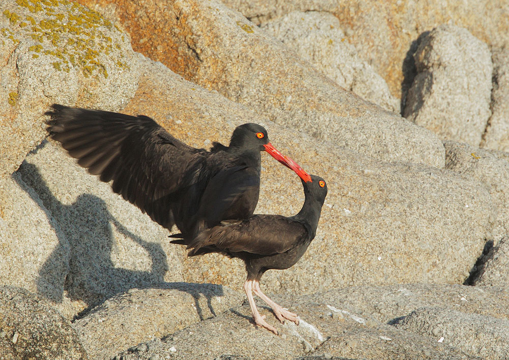 Black Oystercatchers