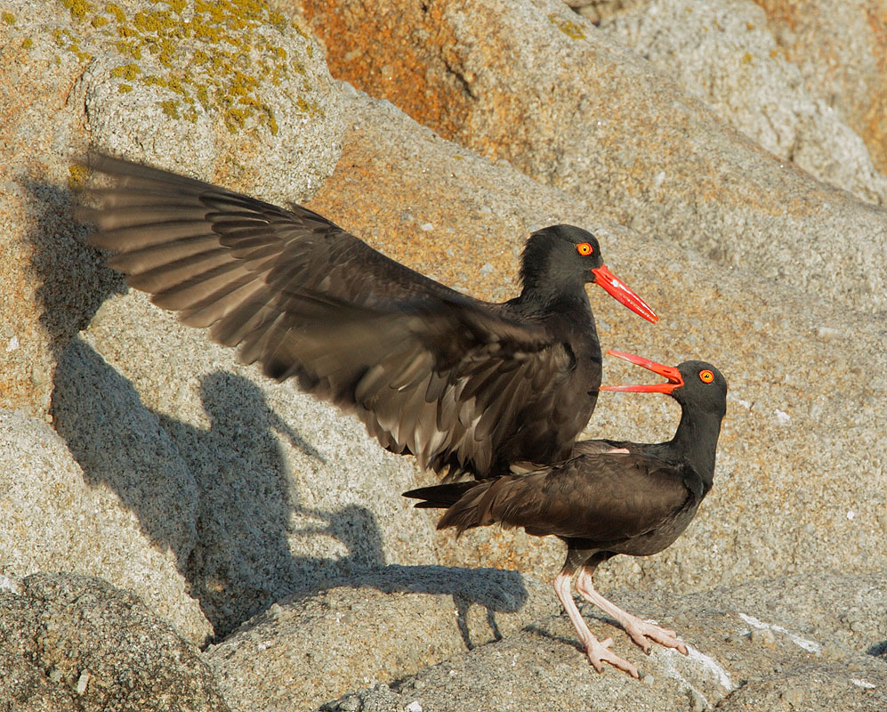 Black Oystercatchers