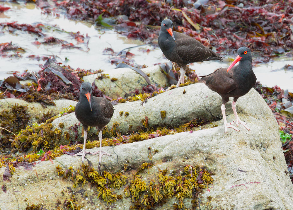 Black Oystercatchers