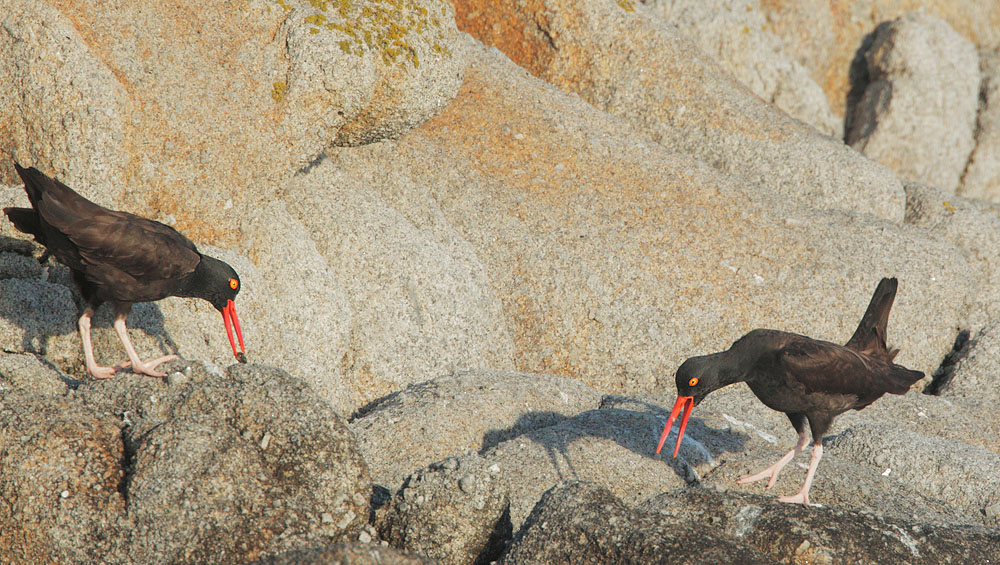 Black Oystercatcher