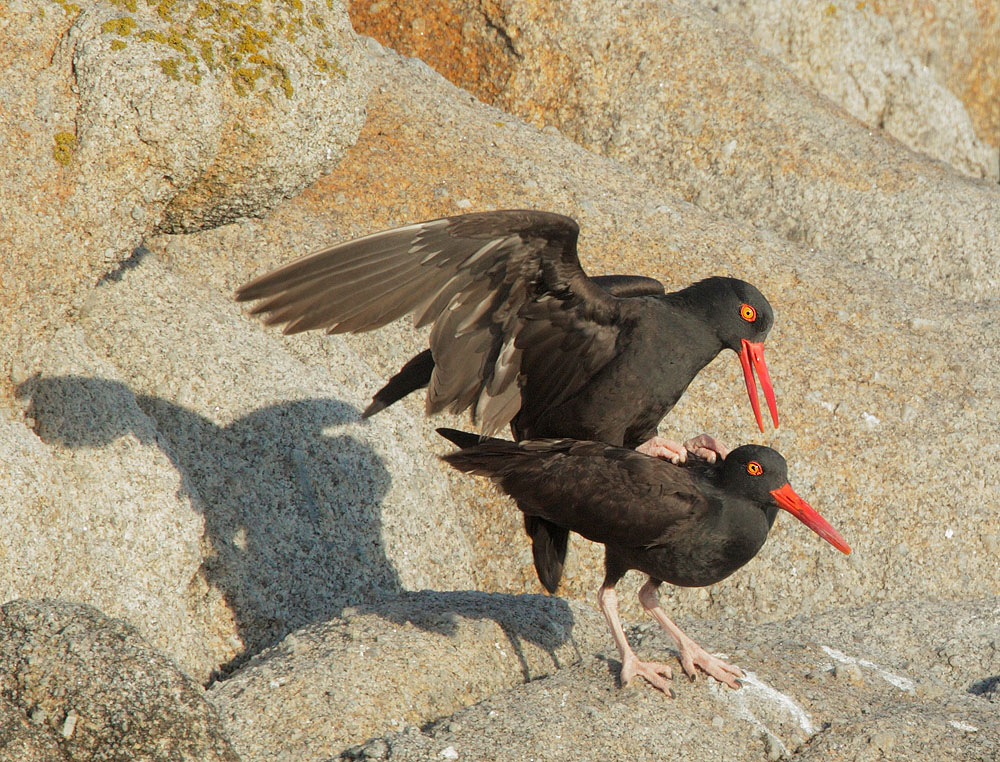 Black Oystercatchers