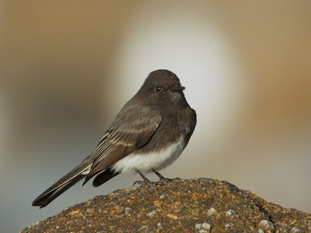 Black Phoebe