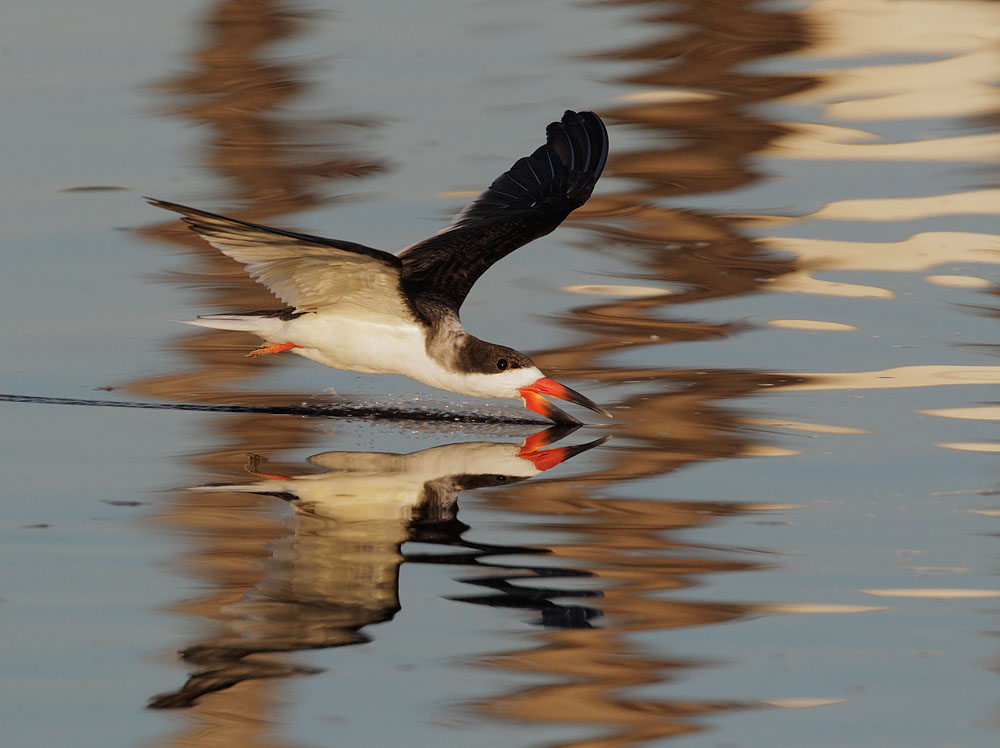 Black Skimmer