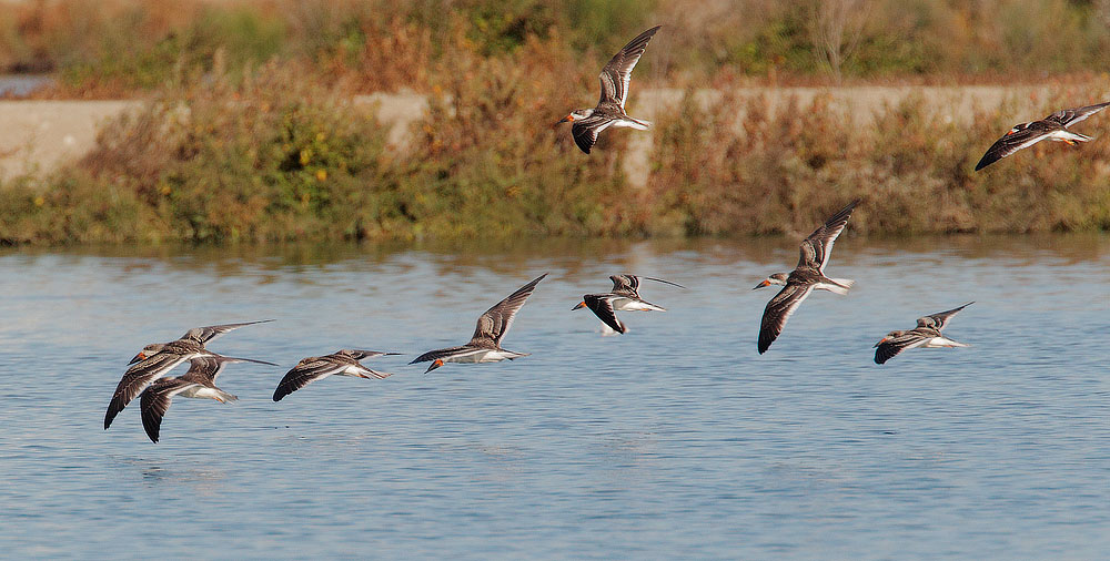 Black Skimmers