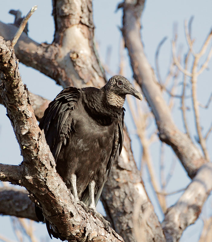 Black Vulture
