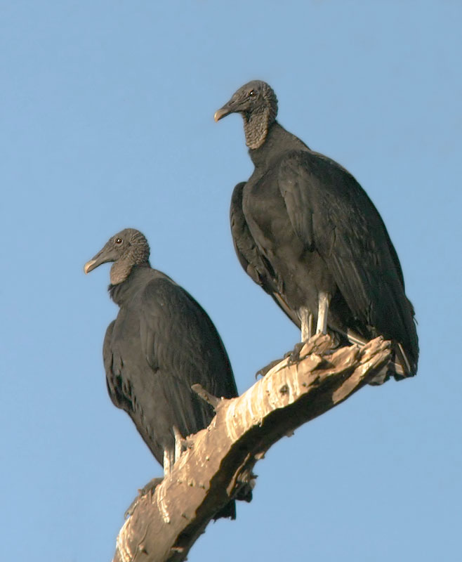 Black Vultures