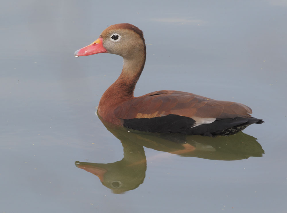 Black-bellied Whistling-Duck