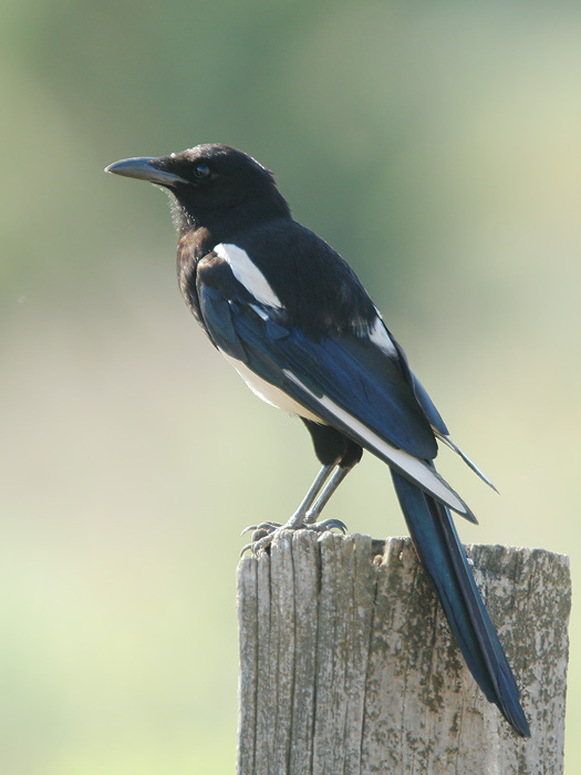 Black-billed Magpie, 6/26/06, Sierra Valley, near Sierraville, Sierra Co
