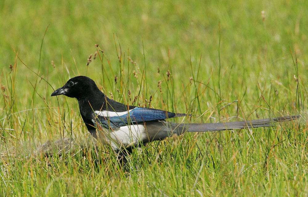 Black-billed Magpie, 6/11/08, Cemetery Road, Sierraville, Sierra Co
