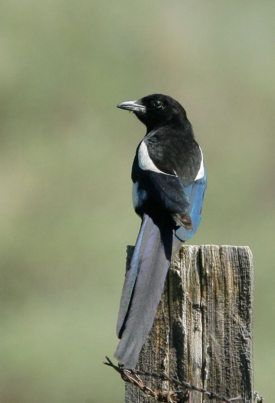 Black-billed Magpie, 6/11/08, Cemetery Road, Sierraville, Sierra Co