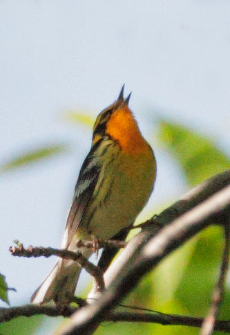 Blackburnian Warbler