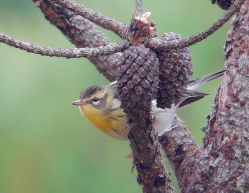 Blackburnian Warbler