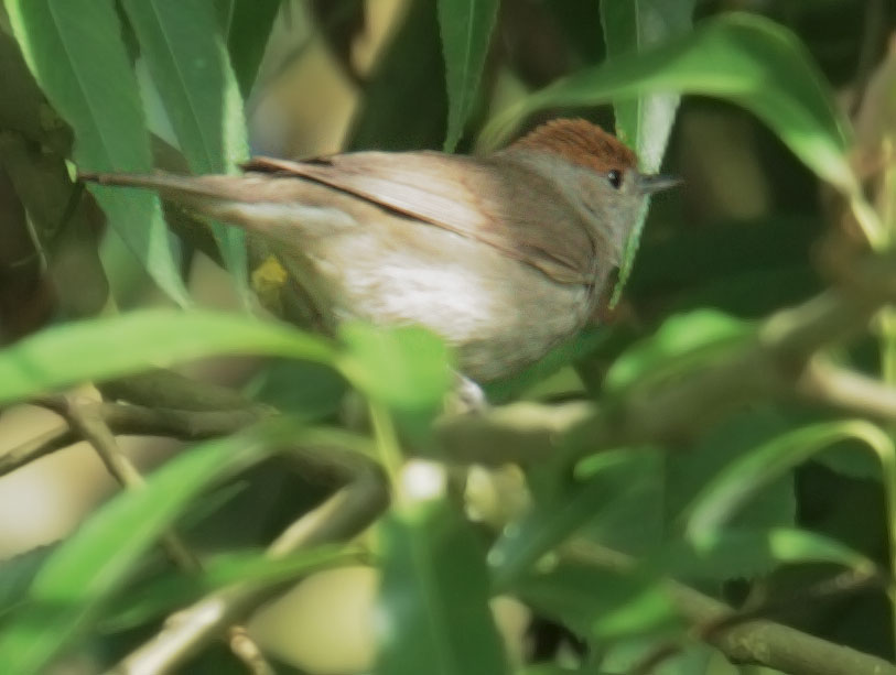 Blackcap