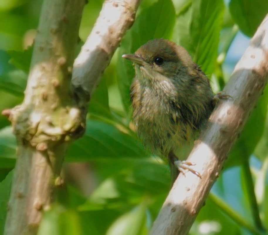 Blackcap