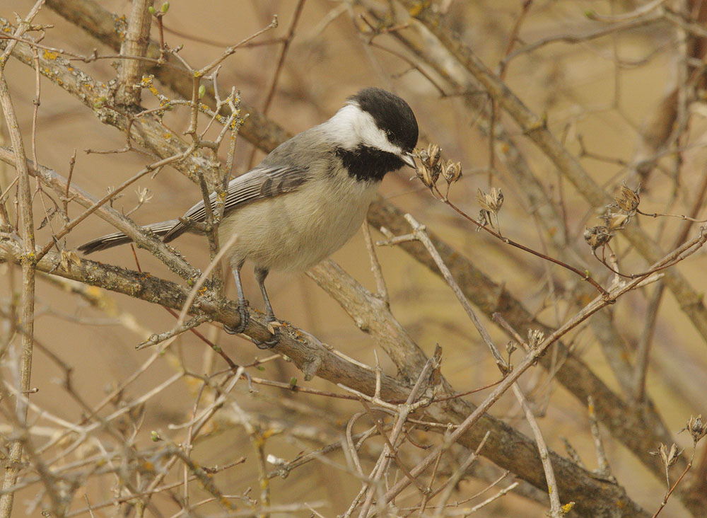 Black-capped Chickadee