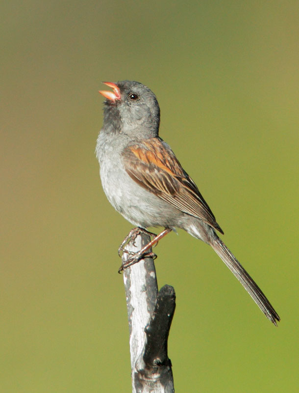 Black-chinned Sparrow