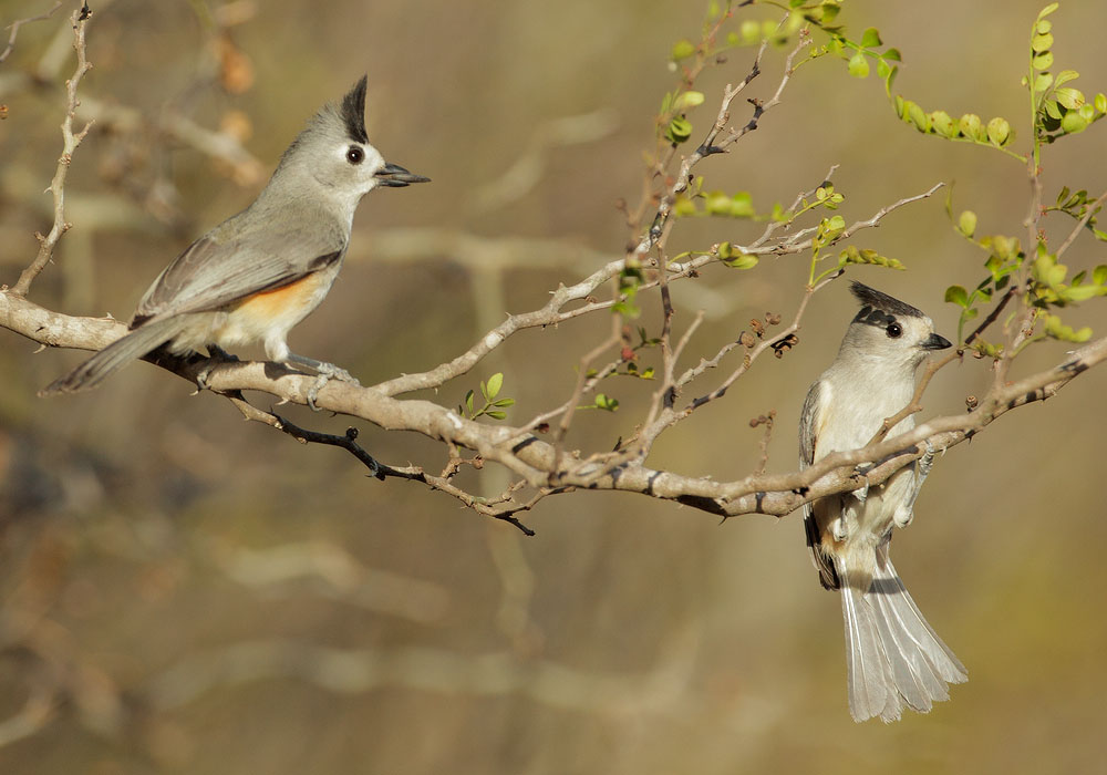 Black-crested Titmice