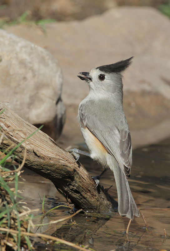 Black-crested Titmouse