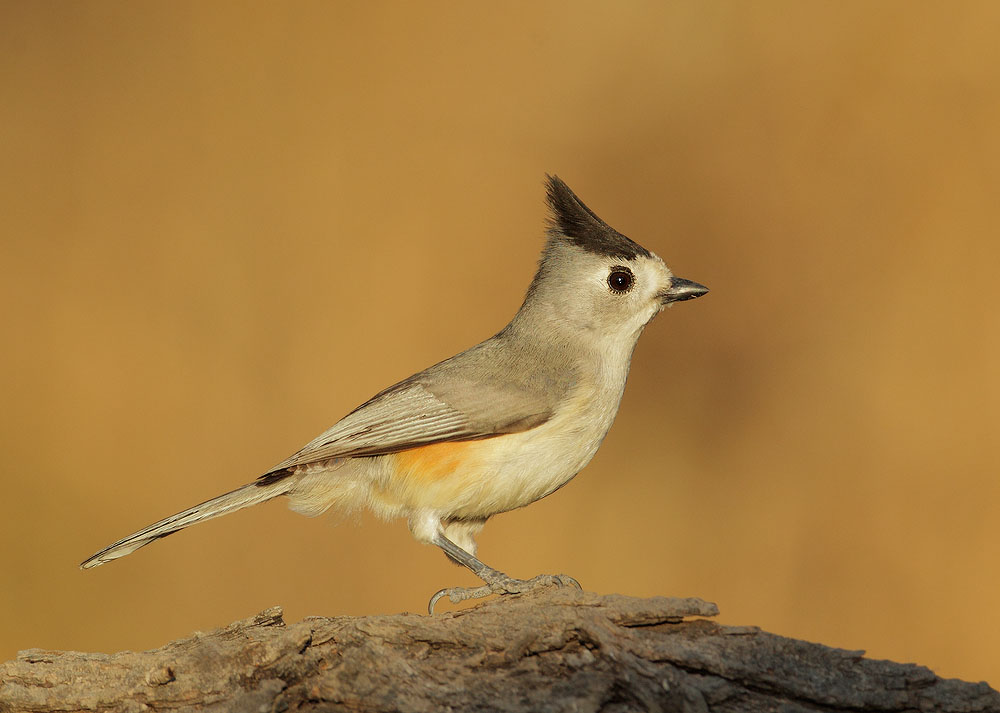 Black-crested Titmouse