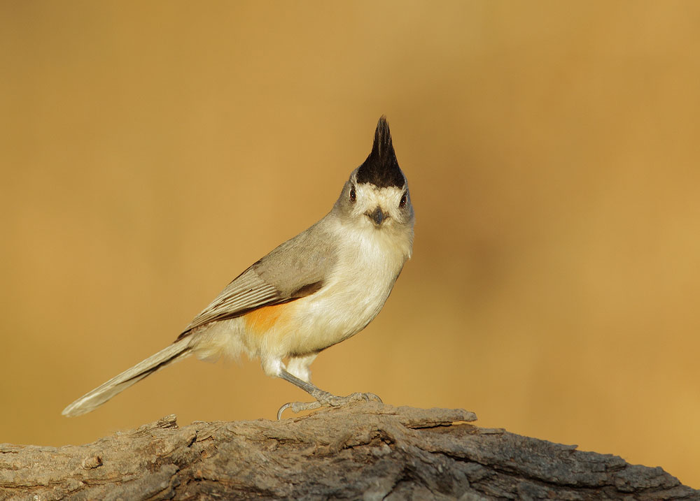 Black-crested Titmouse