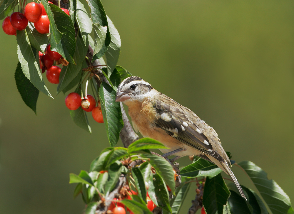 Black-headed Grosbeak, female, 6/4/07, Hidden Villa, Los Altos Hills