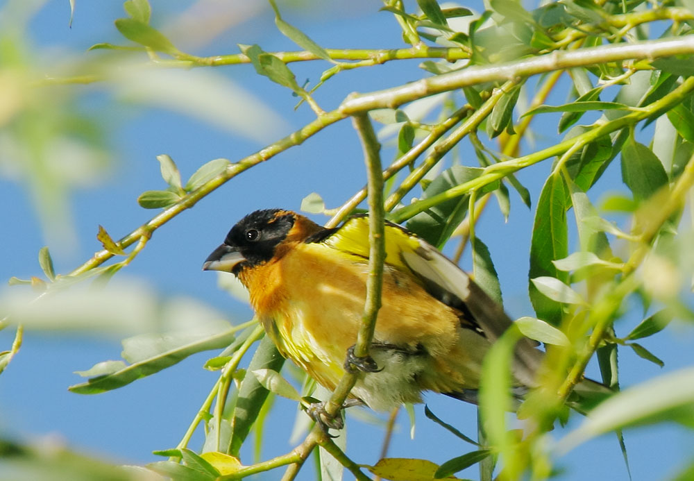Black-headed Grosbeak, male, 5/15/08, Galileo Hill, Kern Co