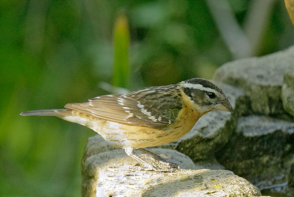 Black-headed Grosbeak, female, 5/29/08, my yard, Stanford campus