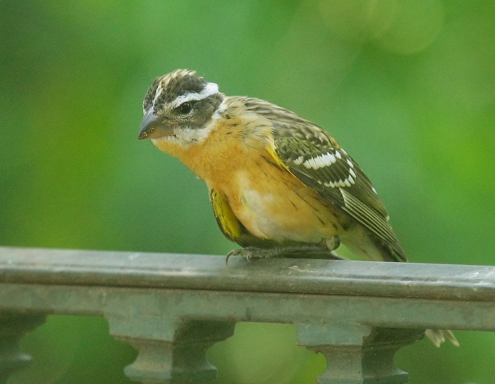 Black-headed Grosbeak, juvenile, 7/12/08, my yard, Stanford campus