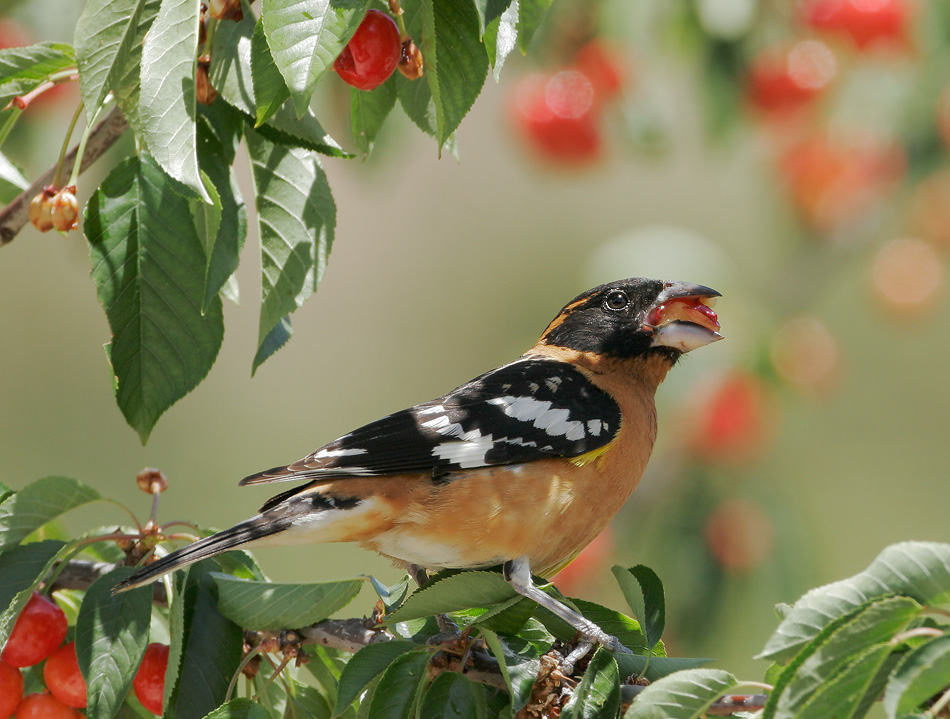 Black-headed Grosbeak, male, 6/4/07, Hidden Villa, Los Altos Hills