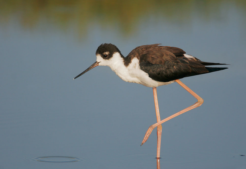 Black-necked Stilt